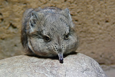Rsselspringer Zoo Leipzig