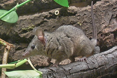 Tapsi mein Kurzschwanzoppossum