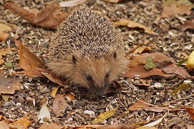 Igel Hachemhle Dbener Heide