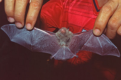 Fledermaus am Kinabatangan-Fluss, Borneo