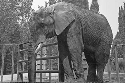 Afrikanischer Elefant im Zoo Leipzig