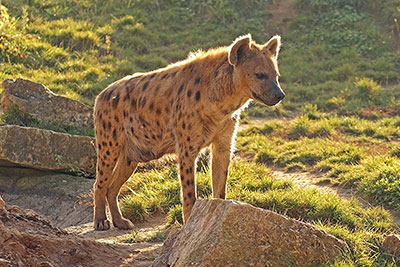 Hyne Lubanga im Leipziger Zoo