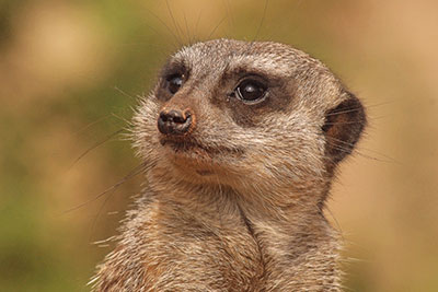 Erdm�nnchen im Zoo Leipzig