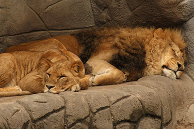 L�wen im Zoo Hagenbeck Hamburg