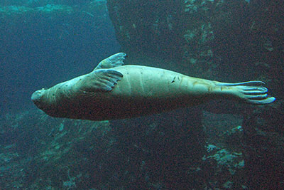 Walross im Zoo Hagenbeck