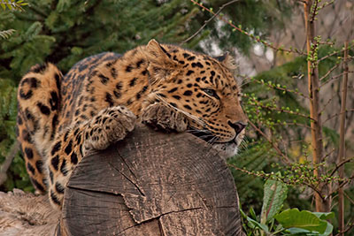 Amurleopard im Leipziger Zoo