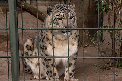 Schneeleopard im Zoo Leipzig