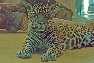Jaguar im Bergzoo Halle