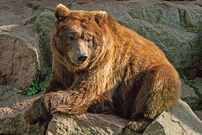 Braunb�r im Bergzoo Halle