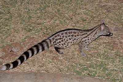 Ginsterkatze Arba Minch �thiopien