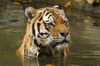 Amurtiger im Leipziger Zoo