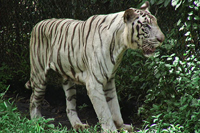Weisser Tiger im Zoo Jakarta