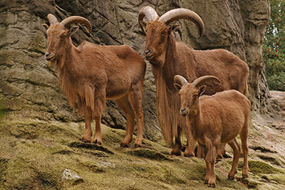 Mhnenspringer im Zoo Hagenbeck