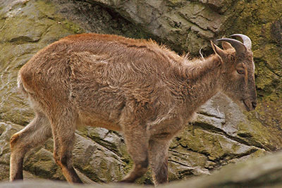 Himalaja-Tahr im Zoo Hagenbeck