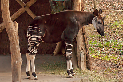 Okapi im Leipziger Zoo