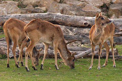 Weinacken-Moorantilopen im Zoo Leipzig