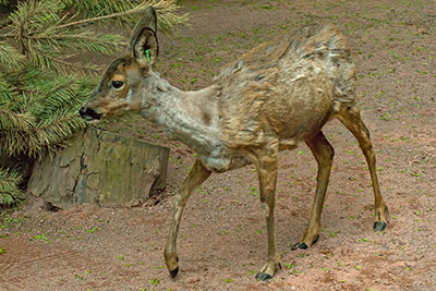 Europisches Reh Zoo Leipzig