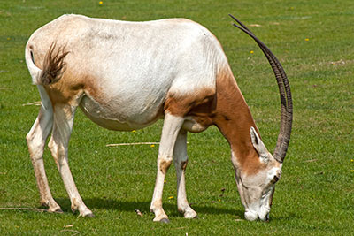 Sbelantilope Oryx dammah im Leipziger Zoo