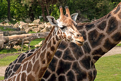 Junge Rothschildgiraffe Zoo Leipzig