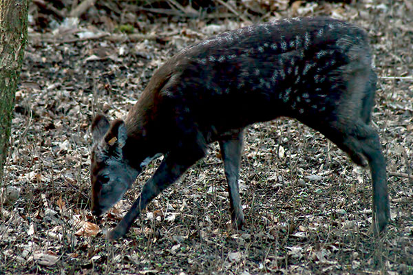 Moschustier Moschus moschiferus
