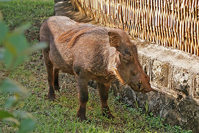 Warzenschwein in Arba Minch, thiopien