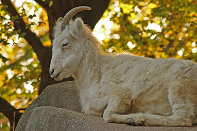Dallschaf im Zoo Leipzig