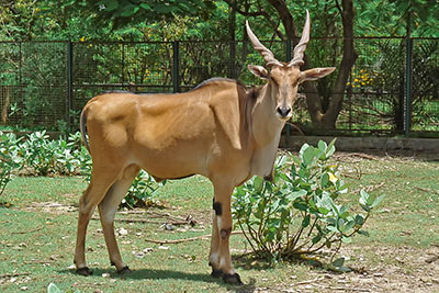 Elenantilope Zoo Jakarta