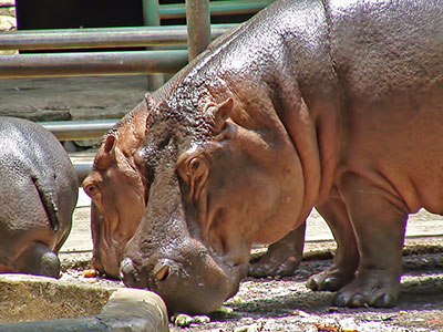 Flusspferd Zoo Jakarta