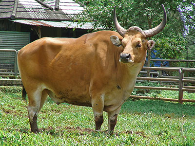 Sapi Rind Zoo Jakarta
