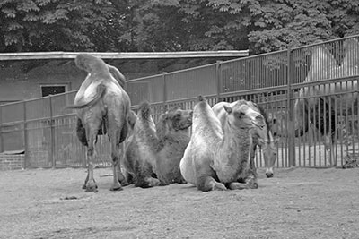 Kamele im Leipziger Zoo