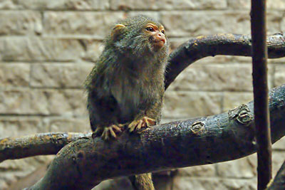 Weibauch-Zwergseidenffchen, Zoo Leipzig