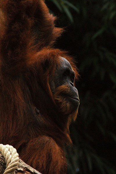 Orang-Utan im Zoo Hagenbeck