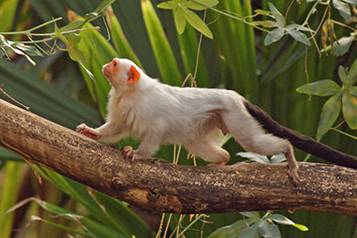 Silberffchen Gondwanaland
