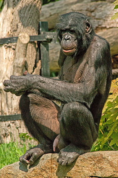 Bonobo im Pongoland Leipzig