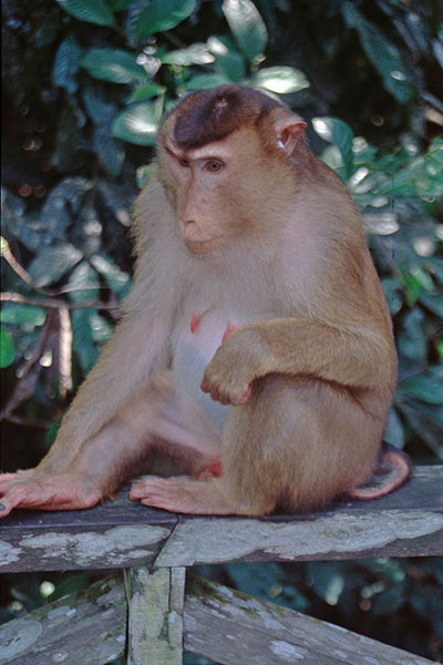 Schweinsaffe Sepilok Borneo