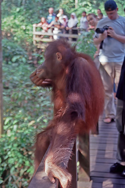 Borneo-Orang-Utan in Sepilok Malaysia