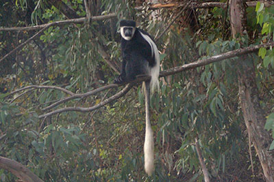 Guereza thiopien 2010