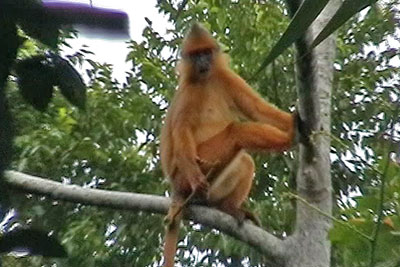 Roter Langur am Gunung Singgalang, Sumatra