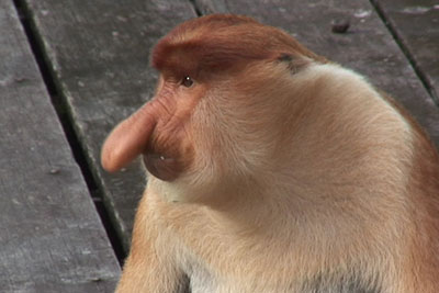 Nasenaffe Sabah, Borneo 2008