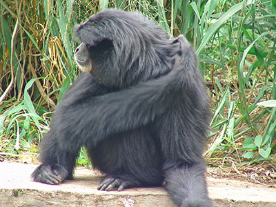Siamang im Zoo Jakarta