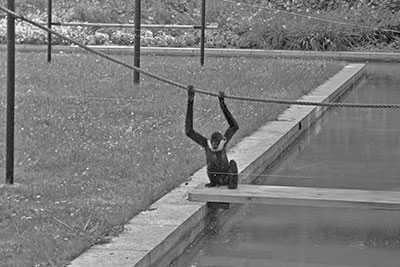 Gibbon im Leipziger Zoo ca. 1975