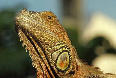 Grner Leguan Iguana iguana