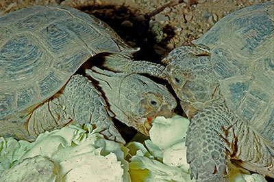 Vierzehenschildkrte Agrionemis horsfieldi