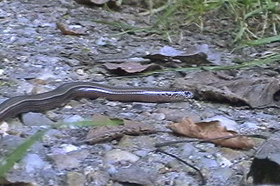 Blindschleiche Anguis fragilis L.
