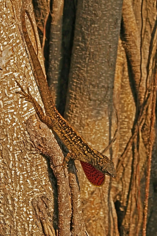 Bahamaanoli