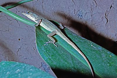 Anolis