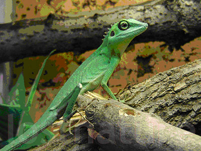 Borneo-Schnechse Calotes