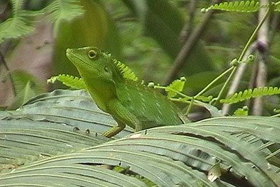 Schnechse Calotes spec. Poring Borneo