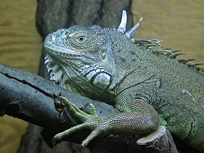 Grner Leguan Iguana iguana