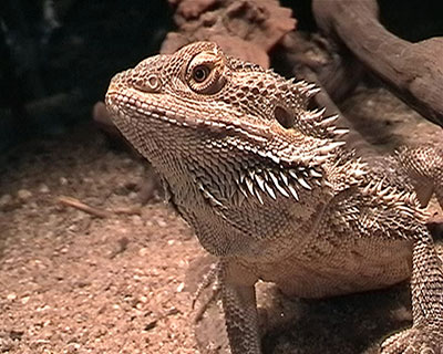 Bartagame